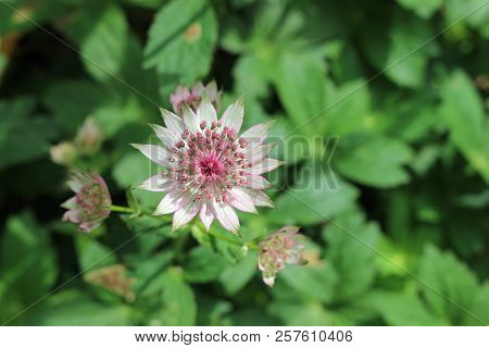 Close View Of Pink Astrantia Flower