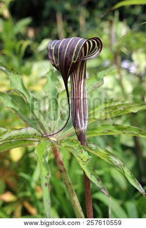 Cobra Lily In Flower With Leaves