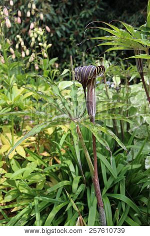 Cobra Lily In Flower With Leaves