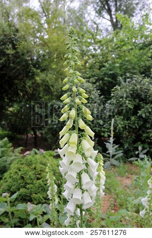 White Variety Of The Foxglove (digitalis Purpurea) In Flower With A Background Of Trees And Shrubs.