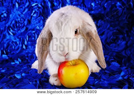 White Rabbit Eating Apple Panda Hotot Pattern Lop On Blue Background