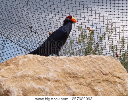 Photography That Is Showing A Violaceous Plantain Eater (scientific Name: Musophaga Violacea), Also 