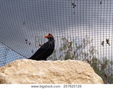 Photography That Is Showing A Violaceous Plantain Eater (scientific Name: Musophaga Violacea), Also 