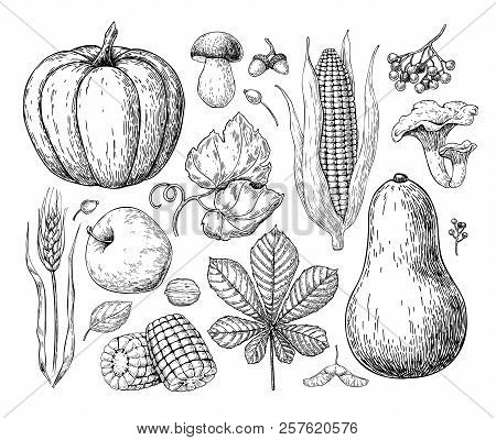 Harvest Products. Hand Drawn Vintage Vector Illustration With Pu