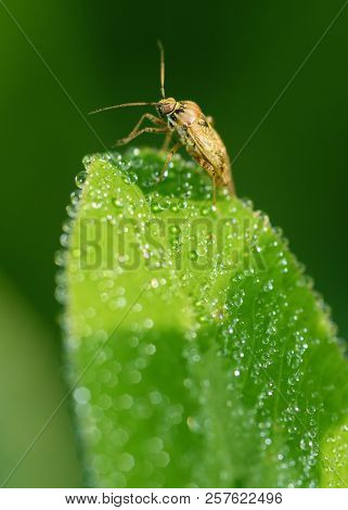 The Bedbug Sits On A Leaf.in The Morning The Grass Is Covered With Dew.