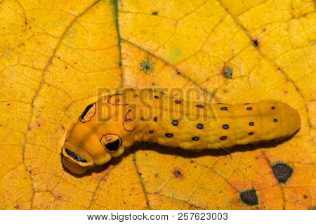 A Spicebush Swallowtail Butterfly Caterpillar (papilio Troilus)