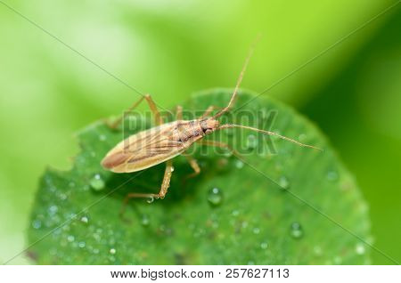 The Bedbug Sits On A Leaf.in The Morning The Grass Is Covered With Dew.
