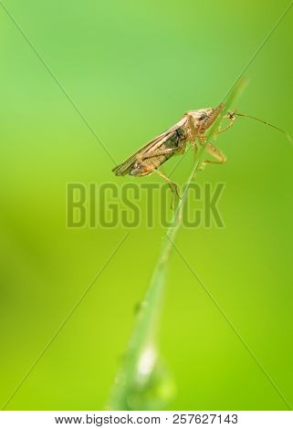 The Bedbug Sits On A Leaf.in The Morning The Grass Is Covered With Dew.