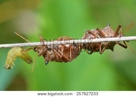 The Bedbug Caught The Caterpillar.the Second Bedbug Wants To Take Away The Prey.