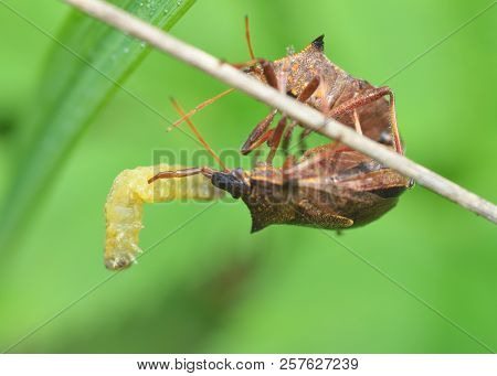 The Bedbug Caught The Caterpillar.the Second Bedbug Wants To Take Away The Prey.