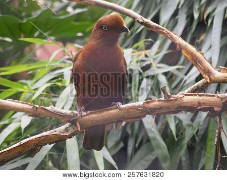 Photography That Is Showing An Andean Cock-of-the-rock (scientific Name: Rupicola Peruvianus)