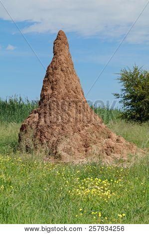 Termite mound and yellow wildflowers against a blue sky, Etosha National Park, Namibia