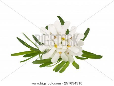 Iberis Sempervirens Flowers Isolated On White Background