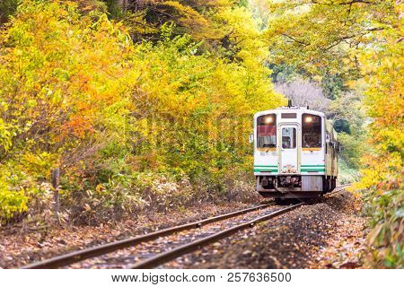 Autumn fall foliage with white train commuter in Fukushima Japan