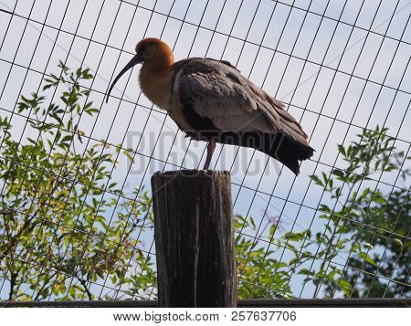 Photography That Is Showing A Black-faced Ibis (scientific Name: Theristicus Melanopis)