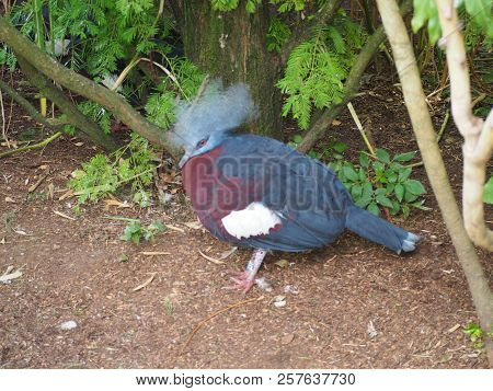 Photography That Is Showing A Southern Crowned Pigeon (scientific Name: Goura Scheepmakeri)