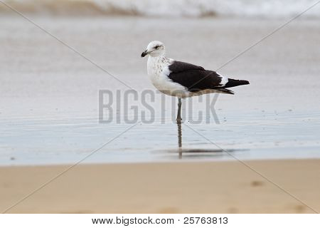 เคป gull (vetula ลารัส) ที่ป่าอุทยานแห่งชาติในแอฟริกาใต้