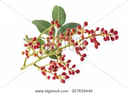 Terebinth Branch With Fruits Isolated On White