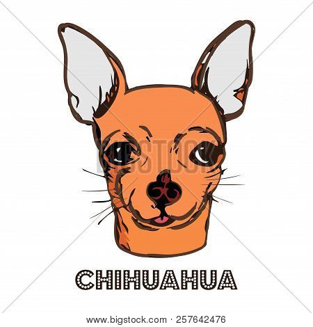 Chihuahua Head Isolated On White Background. Purebred Dog Vector Illustration. Hand Drawn Dog Face S