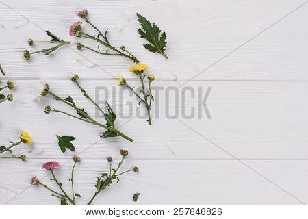 Unripe Spring Flowers Collection. White Wooden Table Background. Copyspace, Free Space For Text.