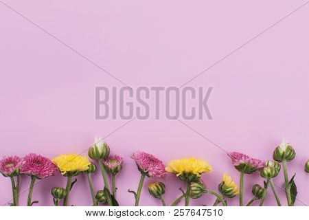 Row Of Unripe Flowers On Pink Background. Copyspace, Free Space For Text.