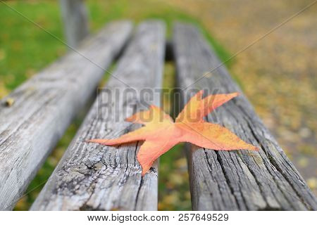 Loneliness Concept Autumn Fall Bench Maple Leaf Copy Space Solitude Depression New Start Procrastina