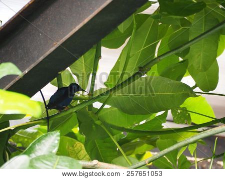 Photography That Is Showing A Red-legged Honeycreeper (scientific Name: Cyanerpes Cyaneus)