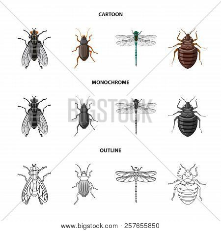 Vector Design Of Insect And Fly Symbol. Collection Of Insect And Element Vector Icon For Stock.