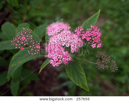 Blume Bush