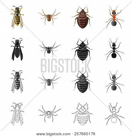 Vector Design Of Insect And Fly Icon. Collection Of Insect And Element Stock Vector Illustration.