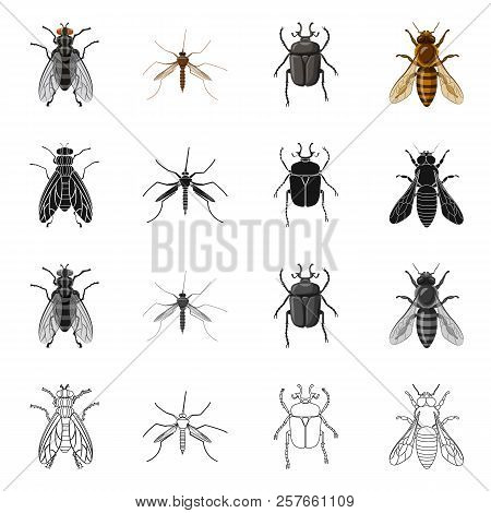 Isolated Object Of Insect And Fly Icon. Set Of Insect And Element Vector Icon For Stock.