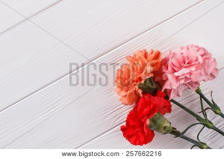 Carnation Flowers And Copyspace. Top View. Red, Orange And Pink Flowers.