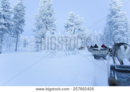 Saariselka, Finland - December 29, 2017: Reindeersledding In Lapland During Polar Night