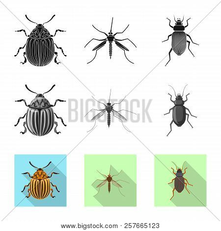 Isolated Object Of Insect And Fly Icon. Set Of Insect And Element Vector Icon For Stock.