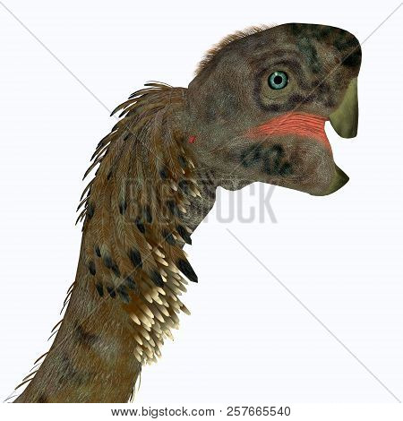 Citipati Female Dinosaur Head 3d Illustration - Citipati Was A Carnivorous Velociraptor Dinosaur Tha