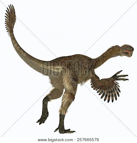 Citipati Female Dinosaur Tail 3d Illustration - Citipati Was A Carnivorous Velociraptor Dinosaur Tha