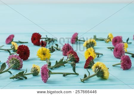 Red, Pink And Yellow Dahlia Flowers. Blue Wooden Surface Table.