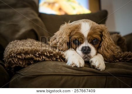 Cute Cavalier King Charles Spaniel Rescue Shelter Puppy