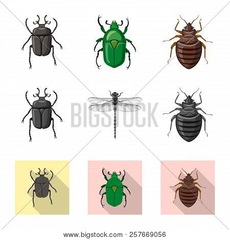 Vector Design Of Insect And Fly Logo. Set Of Insect And Element Stock Vector Illustration.