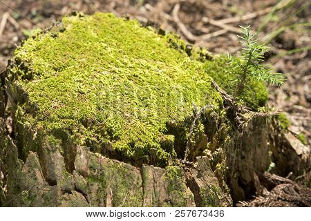 Small Green Cryptomeria Japonica Tree Sprout Growing From Mossy Tree Stump