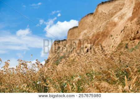wildflowers on high coast by the sea, beautiful coastal landscape, travel concept
