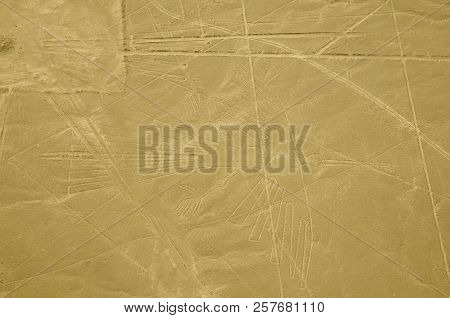 The Condor - Nasca Lines - Peru