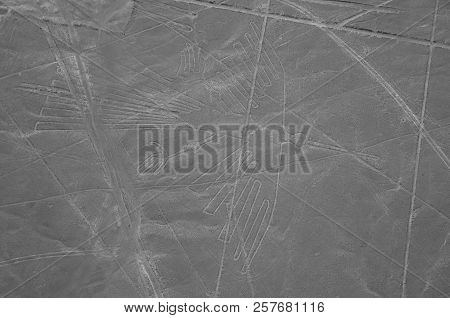 The Condor - Nasca Lines - Peru