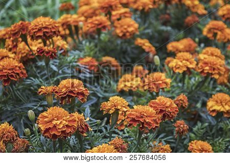Marigold Flowers. Garden Flowers. Yellow Flowers. Summer Flowers.