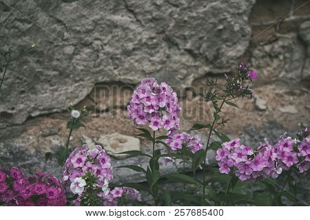 Pink And Purple Phlox On The Background Of The Old Wall. Garden Flowers. Phlox Flowers. Grunge Wall 
