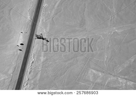 The Tree - Nasca Lines - Peru