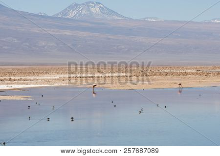 Chaxa Lagoon - Atacama Region - Chile