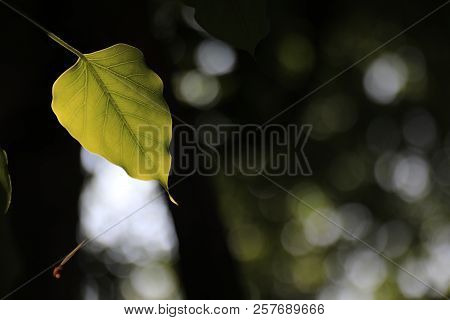Bodhi Leaf On Black Background / Bodhi Leave,blur Focus.