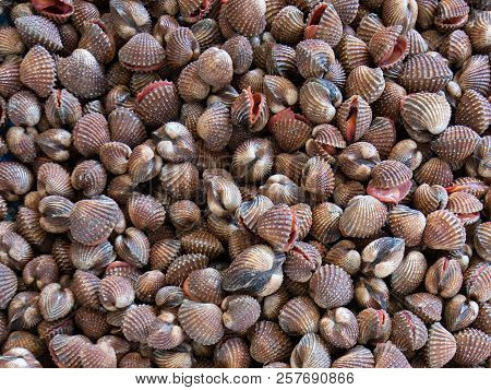 Tegillarca Granosa. A Variety Of Mollusks Used For Food. Photo Of The Counter On The Market.