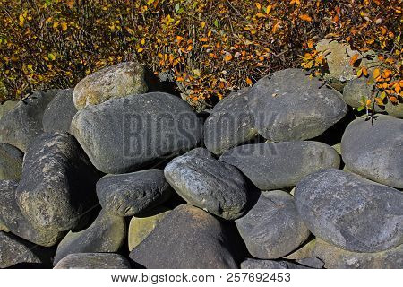 Large Oval Stones Under A Bush With Yellow Leaves